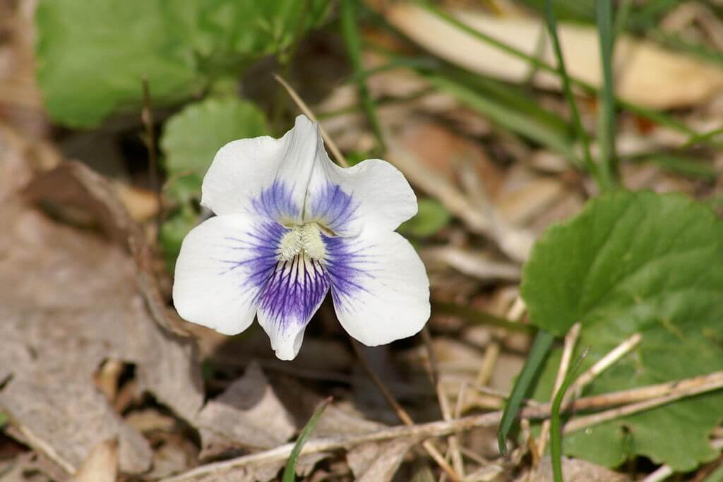 A close up image of the lighter white and violet color variation known as Confederate violets. 