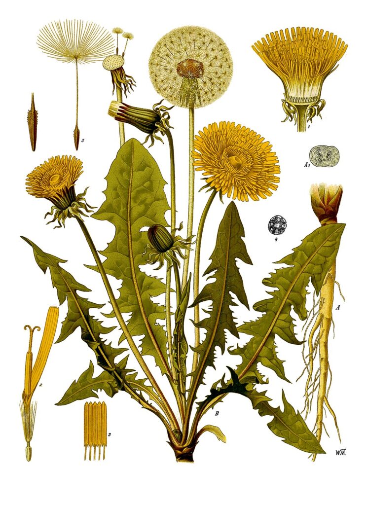 A botanical illustrastion from Kohler’s “Medizinal-Pflanzen” of 1898