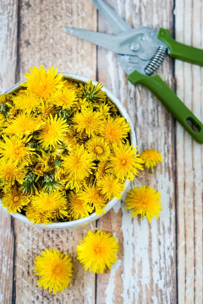 A bowl of dandelion blossoms with a pair of scissors to one side.
