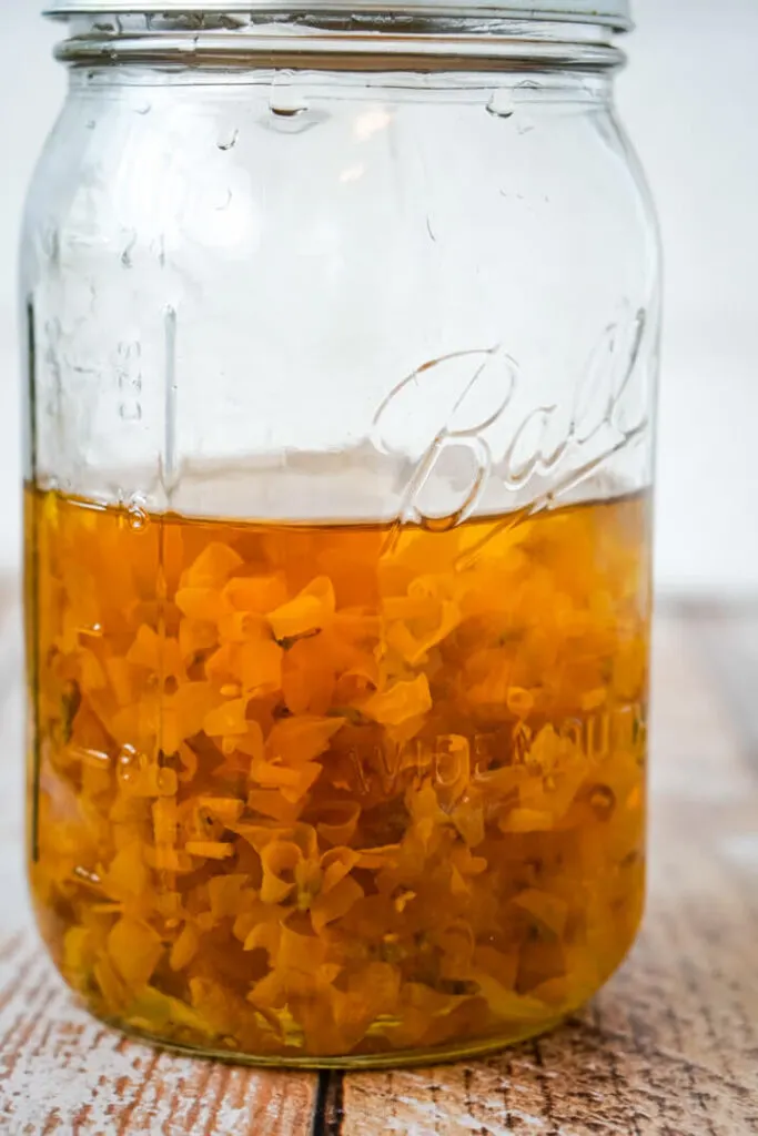 A mason jar full of forsythia flowers steeping to make forsythia tea.