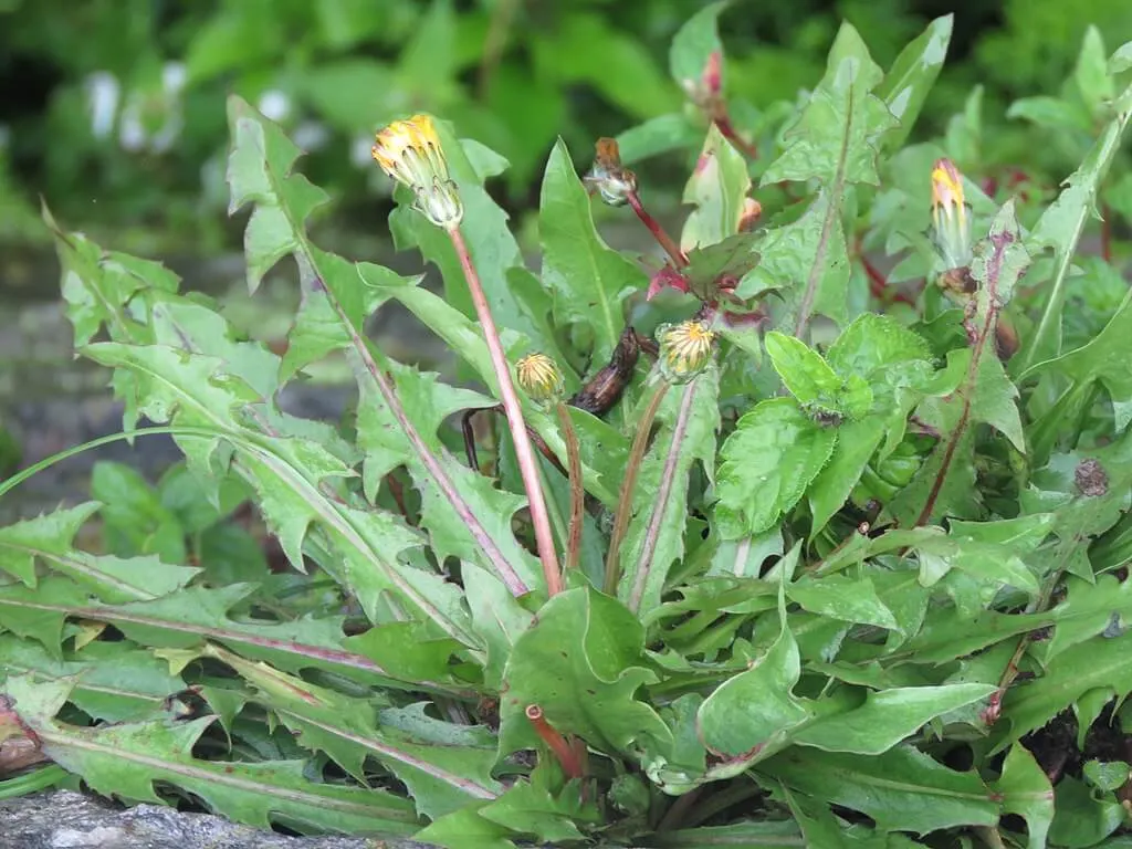 A dandelion plant with the leaves and flowers showing. 
