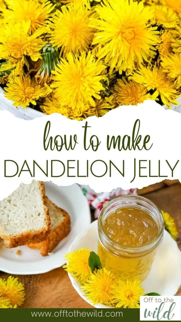 This sunny yellow dandelion jelly recipe is super simple to make. It tastes light and sweet with a flavor profile similar to honey and a hint of orange. Don’t get annoyed with the dandelions in your yard. Eat them instead!