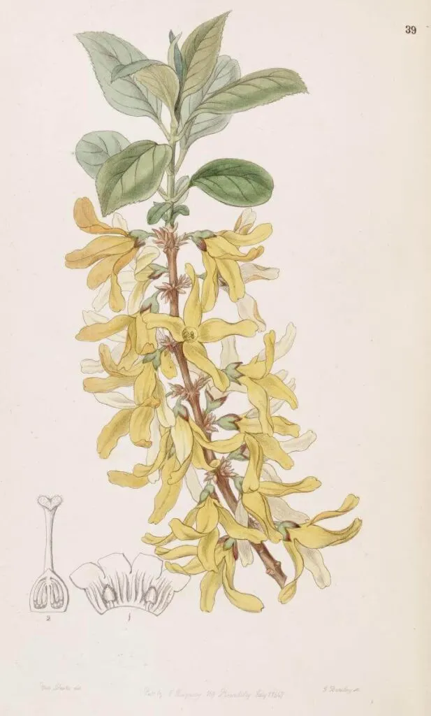 A botanical illustration of a forsythia branch