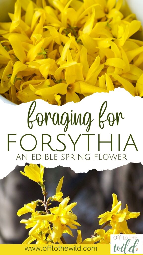 Forsythia is one of the first signs of spring, but these beautiful yellow flowers are also edible! With a taste reminiscent of jasmine and honeysuckle you don't want this flower to pass you by. Find out how to make use of this spring flower. 