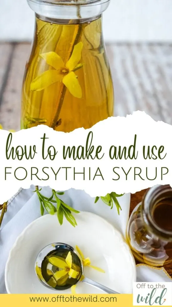 How to make and use forsythia syrup. A foraged forsythia syrup recipe with just 3 ingredients.