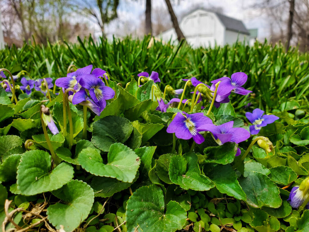 Violets growing in a lawn with a barn behind them. 