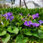 Common violets growing in a lawn with a barn in the background of the image.