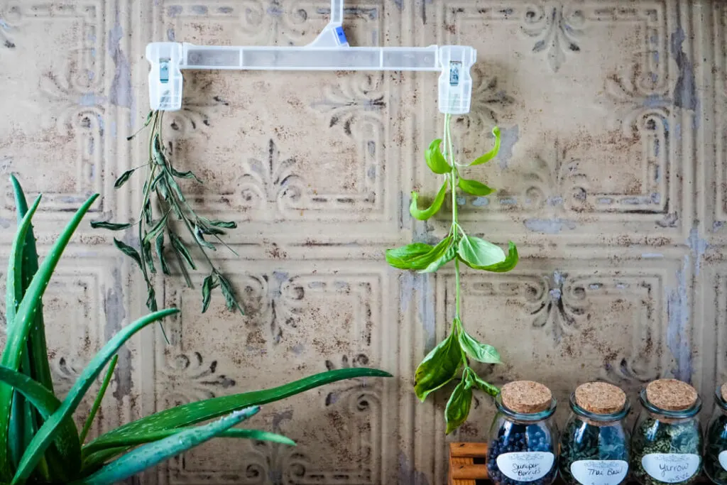 Using cheap clothing hangers with pinch ends to hang dry herbs. 