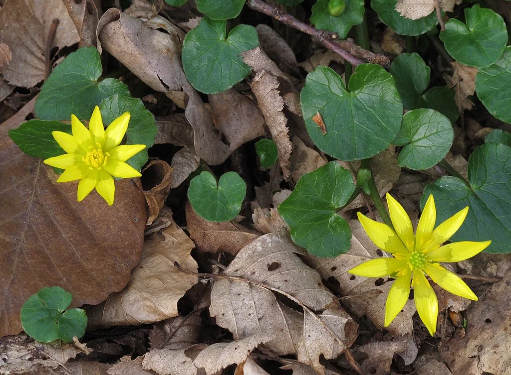 Lesser Celandine has a similar leaf shape to the common violet, but the yellow flowers look completely different than a violet blossom. 