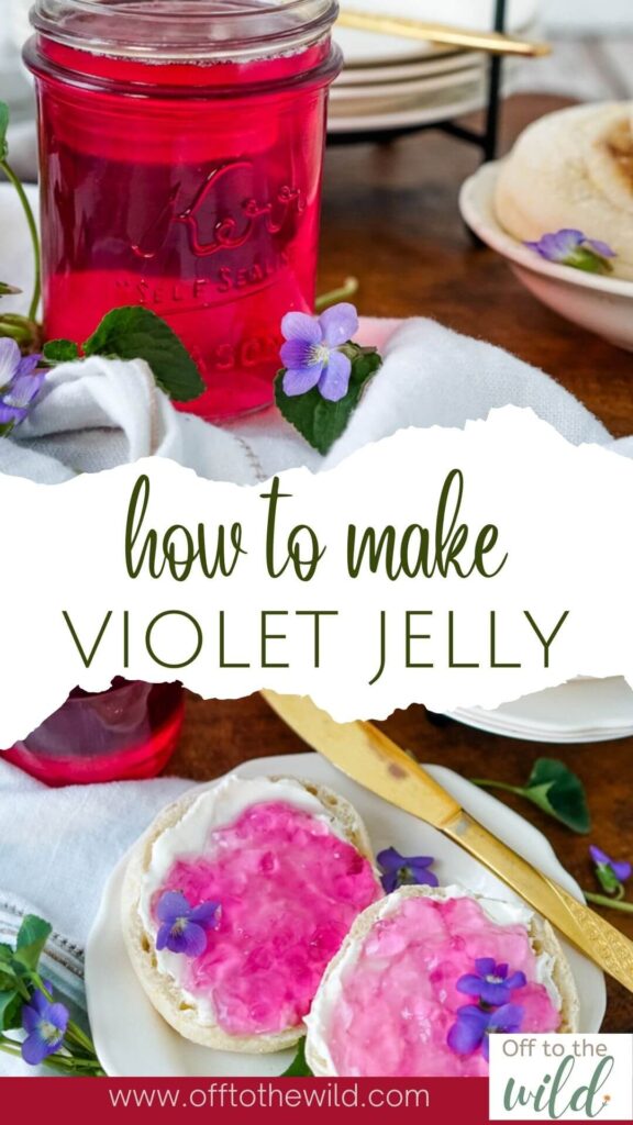Wild Violet Jelly is an easy to make and a beautifully vivid flower jelly recipe. Learn how easy it is to  make this wildflower jelly with foraged violets this spring! Waterbath Canning are instructions included!