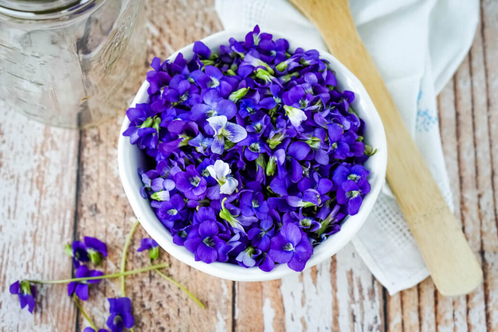 A white bowl full of foraged violet blossoms. 